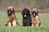 BRIARD 110